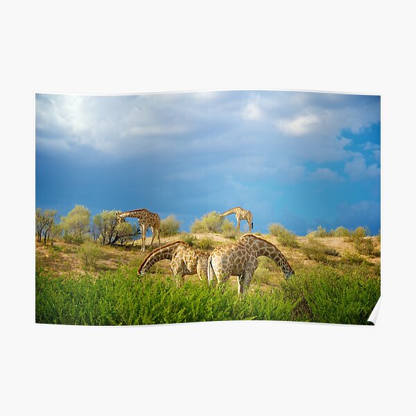 Four Giraffe (Giraffa camelopardalis) feeding. Poster