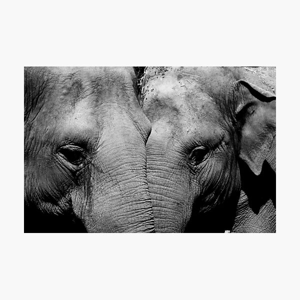 Elephant Mirror Photographic Print