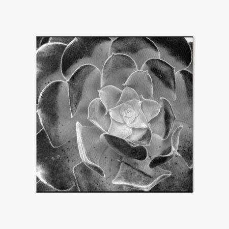 Black and White Succulent Art Board Print