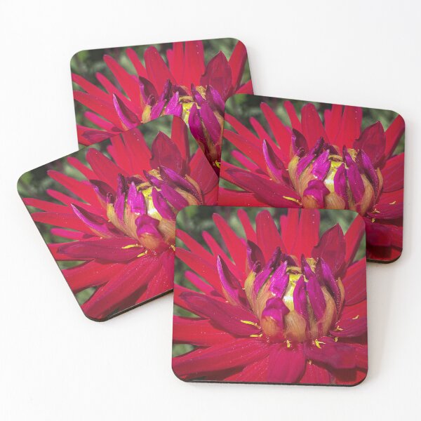 Item preview, Amazing Red and Magenta Pink Petaled Waterlily Dahlia Flower Blossoming with Yellow Anther at the base of the Petals 049 designed and sold by Bees-n-Flowers.