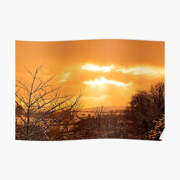 Yellow landscape, sunset and trees Poster