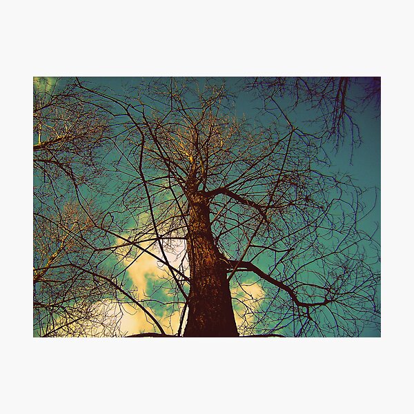 Branching out... Photographic Print