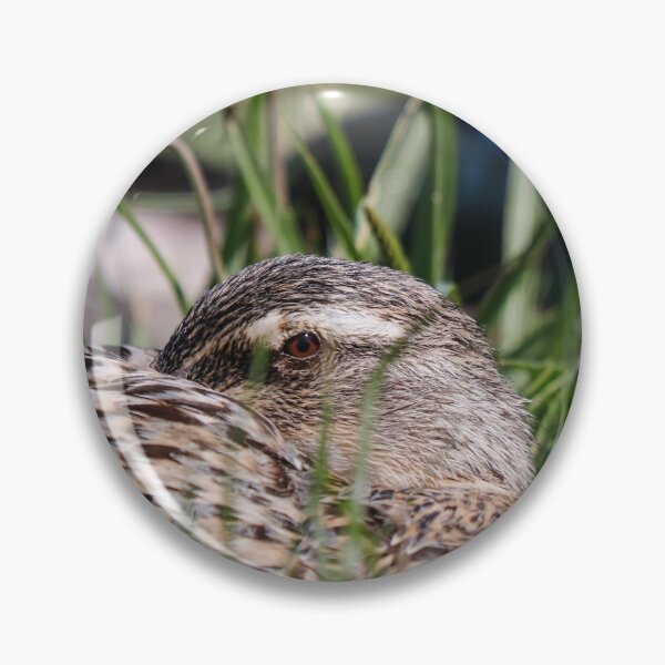 Item preview, Let sleeping ducks lie designed and sold by GreyFeatherPhot.