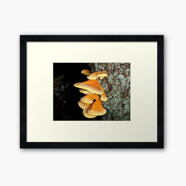 Chicken of the woods mushrooms Framed Art Print