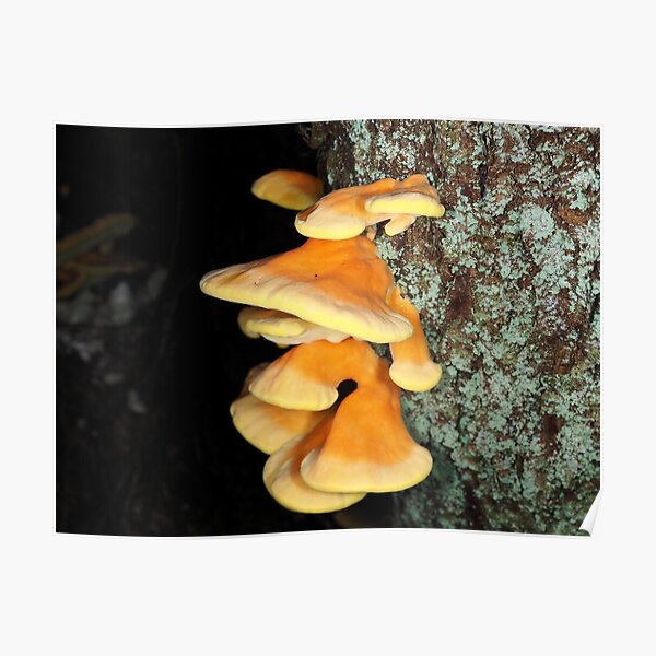 Chicken of the woods mushrooms Poster