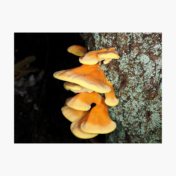 Chicken of the woods mushrooms Photographic Print