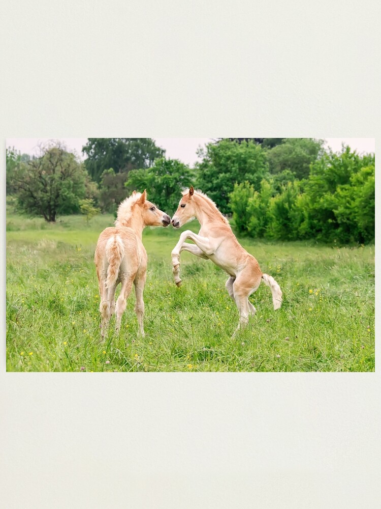 Lustige Haflinger Fohlen Spielen Und Ziehen Auf Fotodruck Von Kathom Redbubble