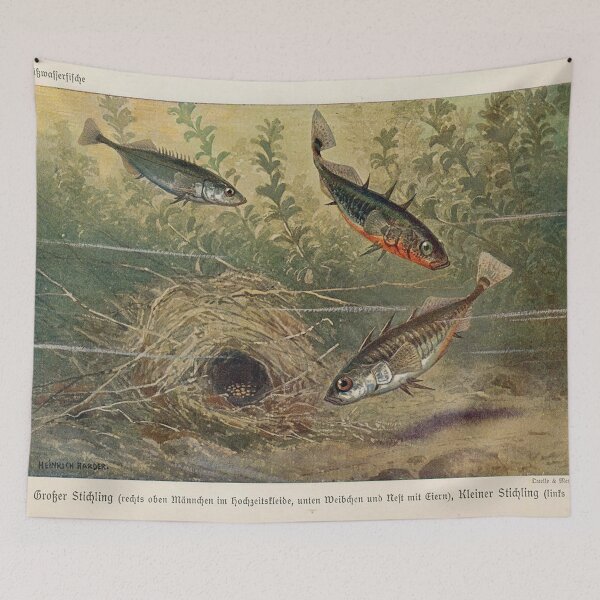 Item preview, Stickleback ish illustration by Heinrich Harder designed and sold by Vintage Designs +.