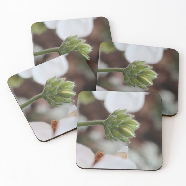 Item preview, White Geranium, study 3 designed and sold by Geoff Treagus.