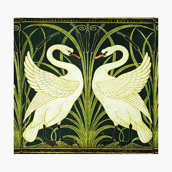 TWO WHITE SWANS AMONG REEDS IN GREEN Art Nouveau Animals Photographic Print