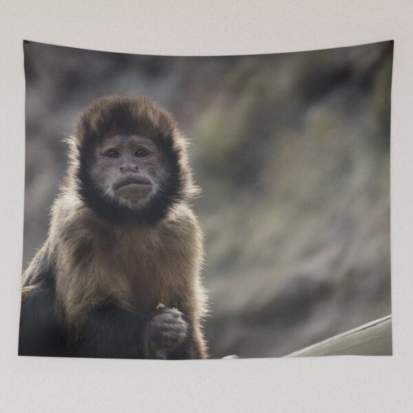 Item preview, Inquisitive Monkey designed and sold by CClarkePhotos.