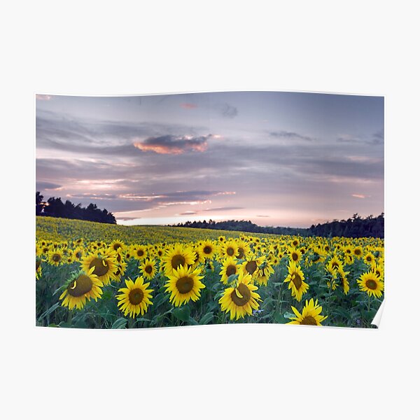 Sunflower field at sunset Poster
