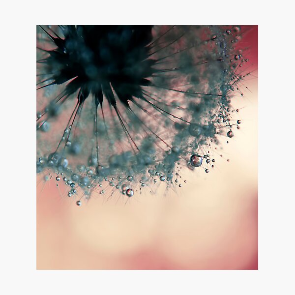 droplets of dusty blue Photographic Print