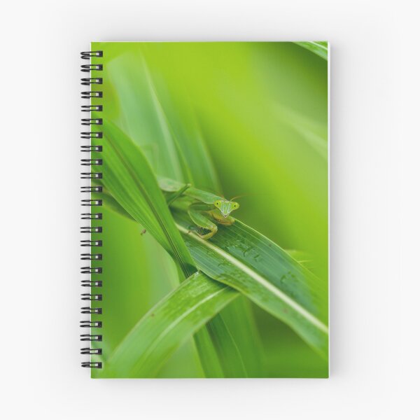 Item preview, Smiling Praying Mantis designed and sold by mljdwhite.