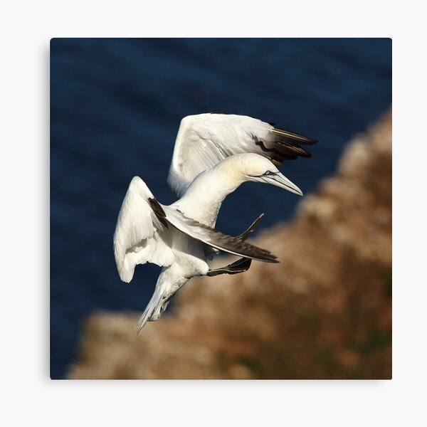 Item preview, Northern Gannet designed and sold by Grant Glendinning.