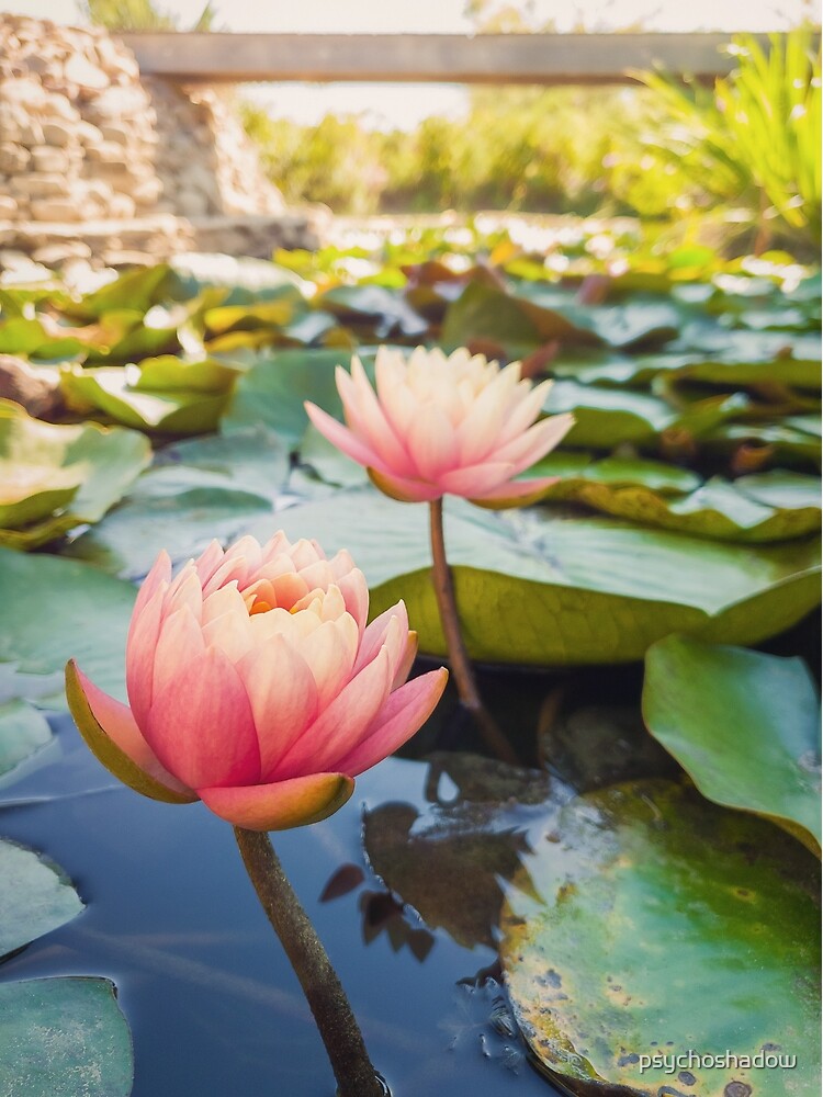 Discover waterlily pond Premium Matte Vertical Poster