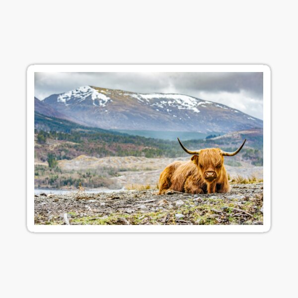 Vista previa del artículo con la obra «Hairy Higland Cow - Un regalo lindo y esponjoso para un amante de Escocia.», diseñado y vendido por utaini.