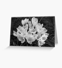 Crocus Greeting Card