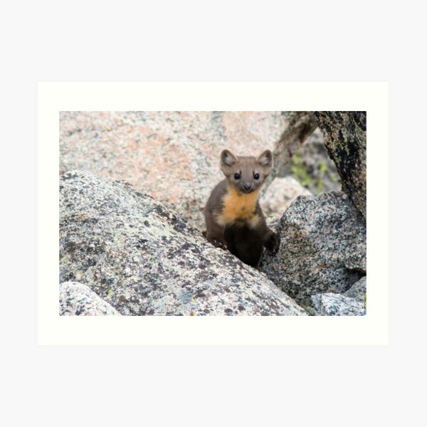 Marten peeking out Art Print