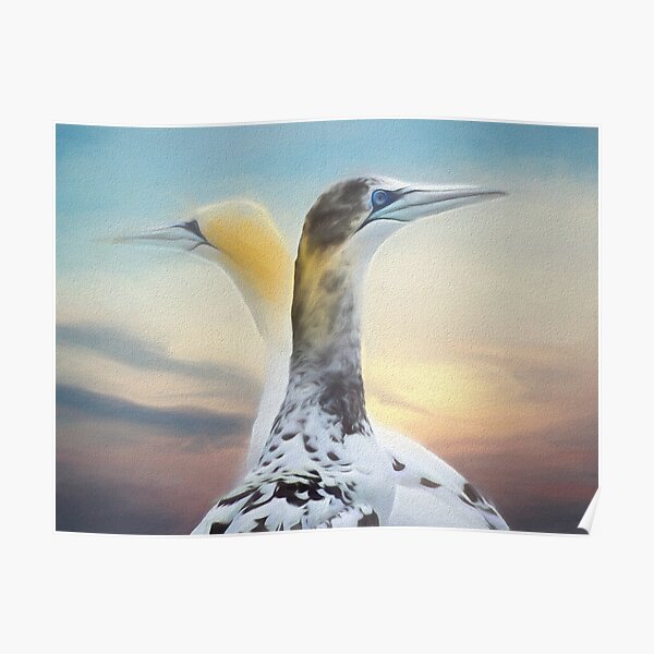 Two Gannets Poster