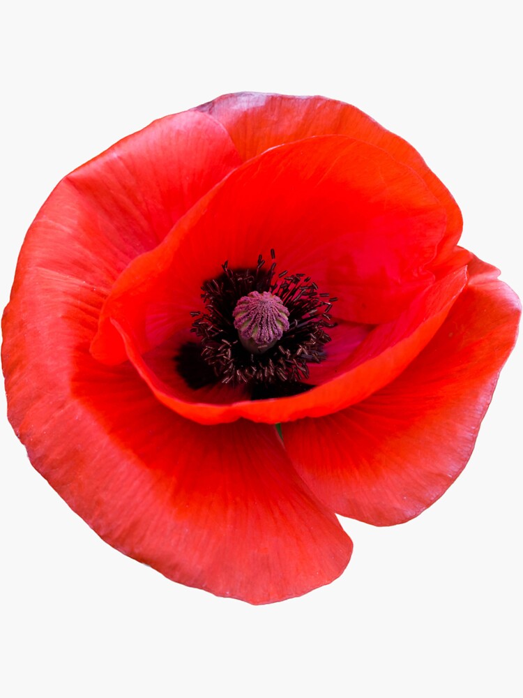 Poppy Flower Veterans Day Sticker For Sale By Shebah01 Redbubble   Bg,f8f8f8 Flat,750x,075,f Pad,750x1000,f8f8f8 