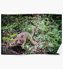 Fosa Poster