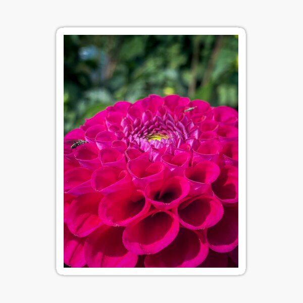 Item preview, Hot Pink Dahlia Flower Blossom with Green center 050 designed and sold by Bees-n-Flowers.