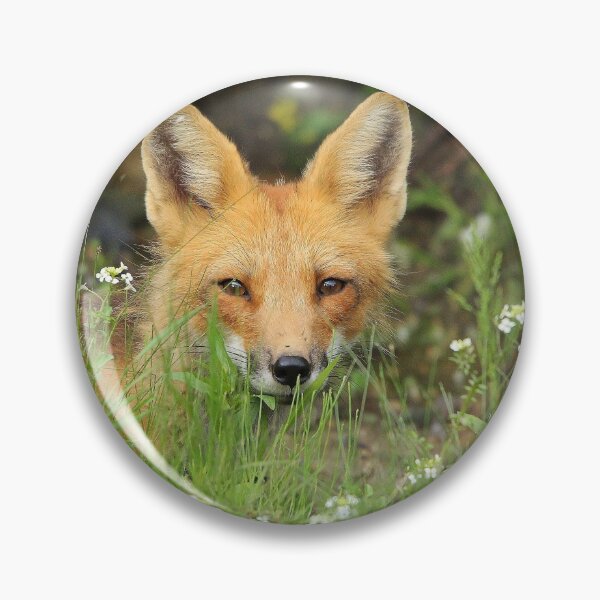 Aperçu de l'œuvre Renard roux curieux créée et vendue par BRENDA DOHERTY.