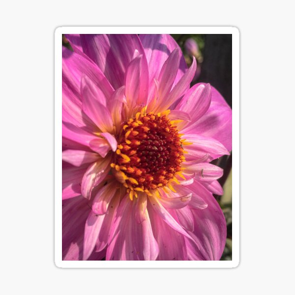Item preview, Dusky Pink Dahlia Flower in bloom with Fiery Golden Orange Disc Florette 051 designed and sold by Bees-n-Flowers.