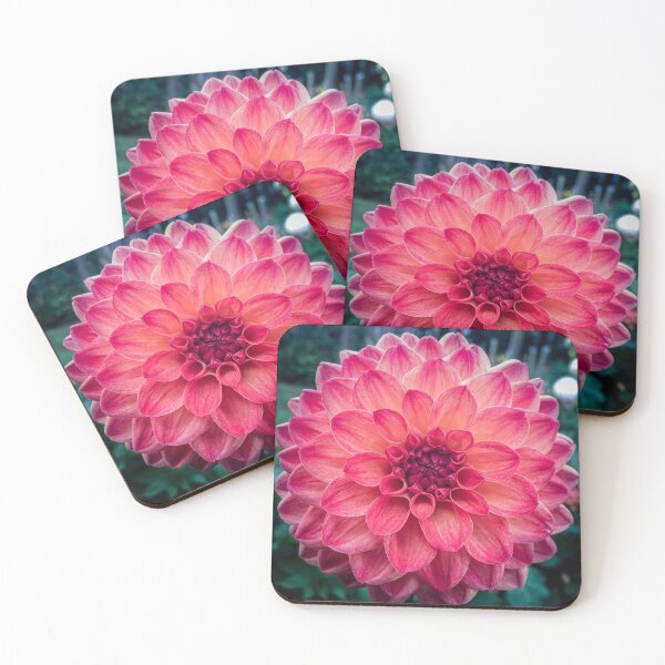 Item preview, Carnation Pink Ball Dahlia Tesselaar. Double Bloom. Ray Florets 057 designed and sold by Bees-n-Flowers.