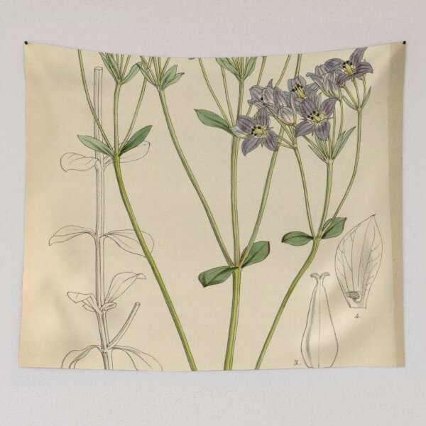 Item preview, Curtis's botanical magazine (Tab. 4489) (8240504417) designed and sold by EsotericBotanic.