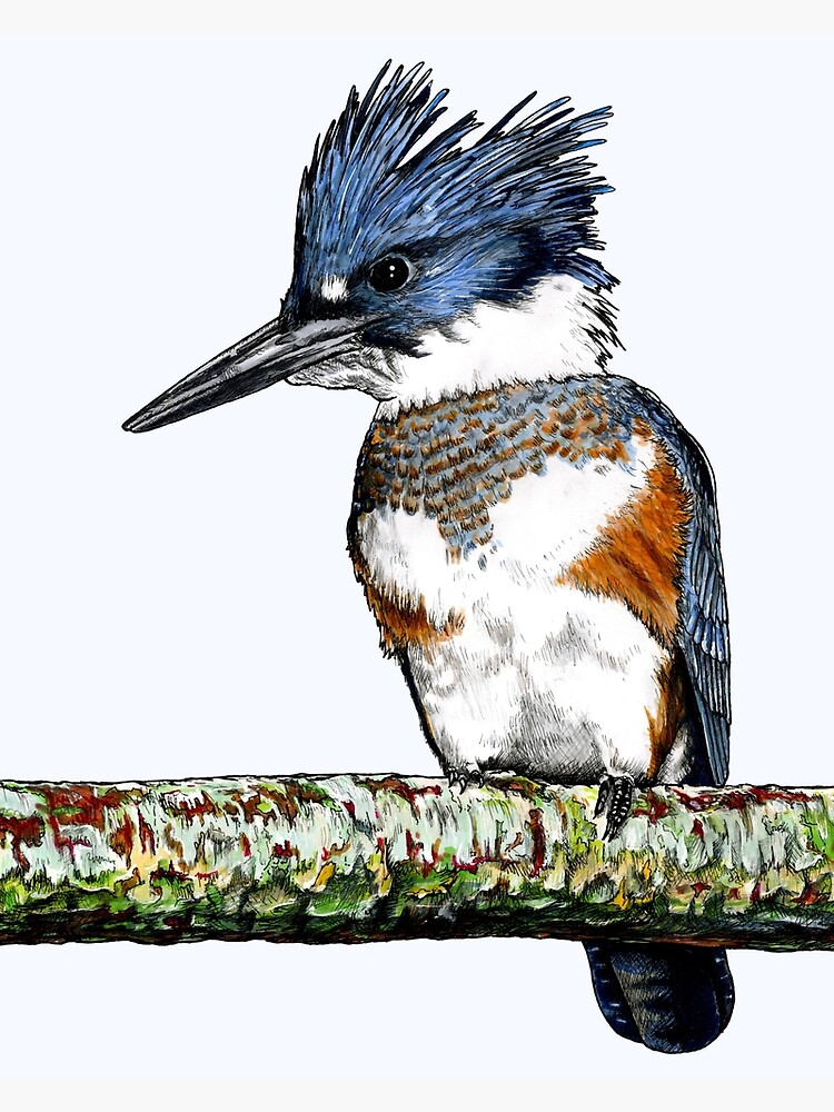 Belted Kingfisher Bird Art Graphic Art Print 