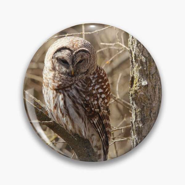 Item preview, Barred Owl designed and sold by BRENDA DOHERTY.
