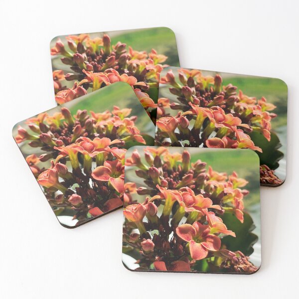 Item preview, Kalanchoe designed and sold by KTrott-Photos.