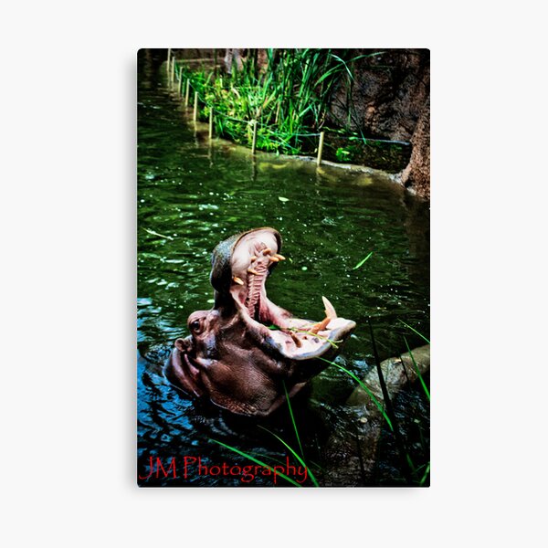 Kansas City Zoo Gifts & Merchandise Redbubble