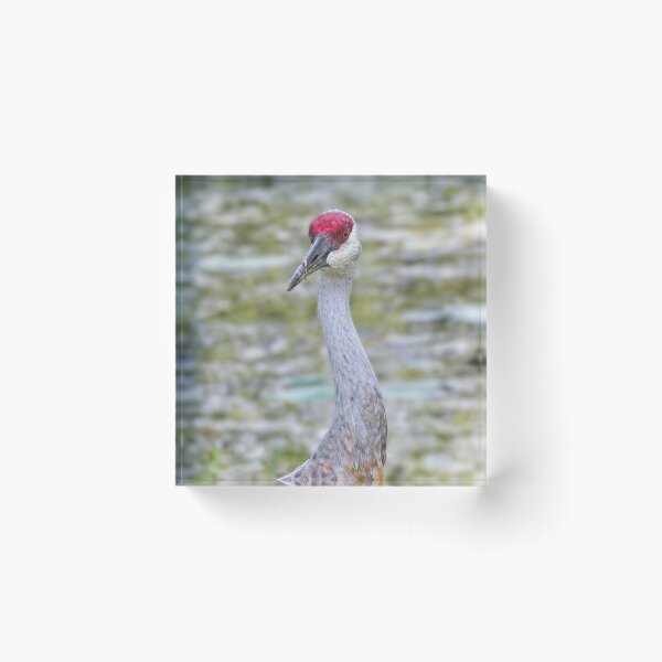 Item preview, Sandhill Crane 5 designed and sold by StevenRalserPhoto.