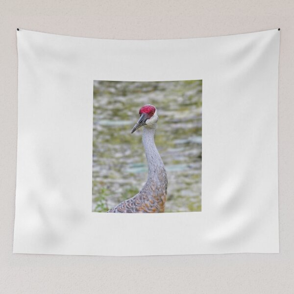 Item preview, Sandhill Crane 5 designed and sold by StevenRalserPhoto.