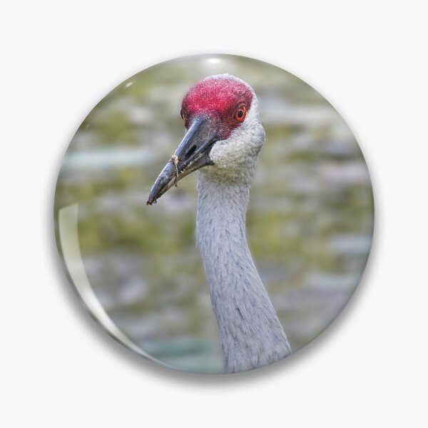 Item preview, Sandhill Crane 5 designed and sold by StevenRalserPhoto.