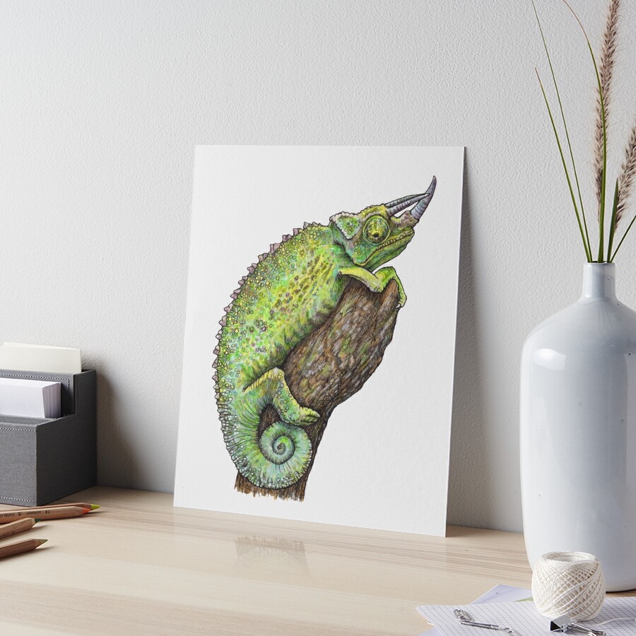 Illustration of green Common Chameleon For sale as Framed Prints, Photos,  Wall Art and Photo Gifts