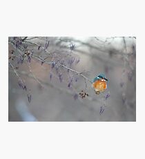 Kingfisher Photographic Print