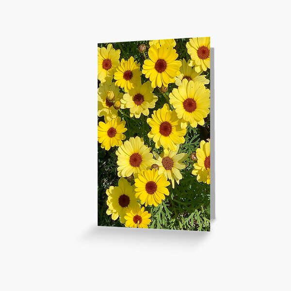 Yellow Daisies 1 Greeting Card
