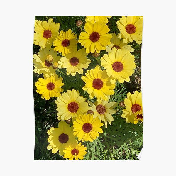 Yellow Daisies 1 Poster