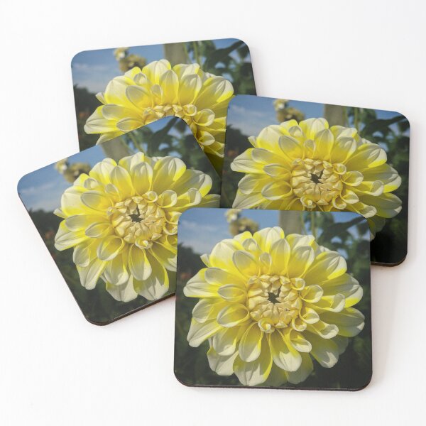 Item preview, Yellow and White Ball Dahlia. Double Bloom. Ray Florets 058 designed and sold by Bees-n-Flowers.