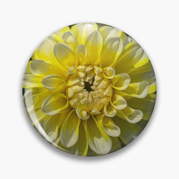 Item preview, Yellow and White Ball Dahlia. Double Bloom. Ray Florets 058 designed and sold by Bees-n-Flowers.