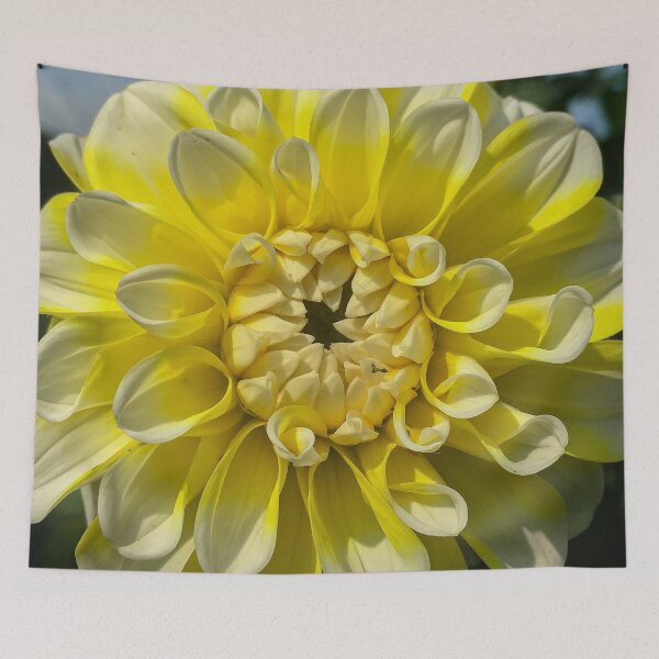 Item preview, Yellow and White Ball Dahlia. Double Bloom. Ray Florets 058 designed and sold by Bees-n-Flowers.