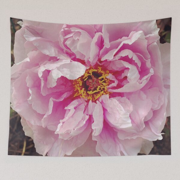 Item preview, Carnation  designed and sold by marisaj4488.