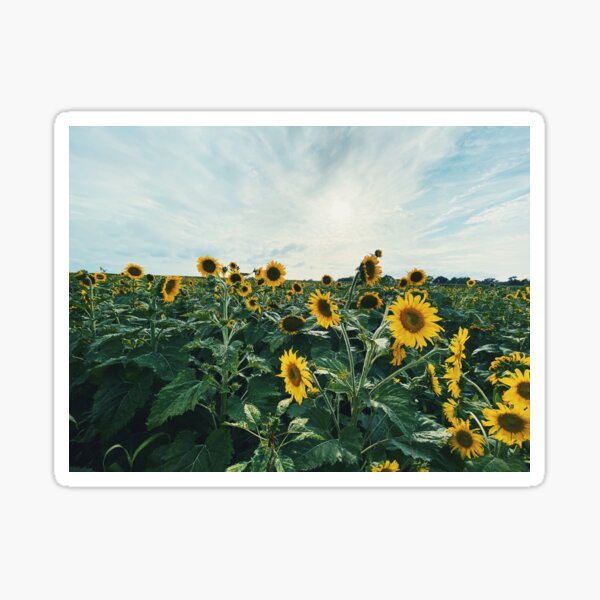 Item preview, Sunflower Field designed and sold by brittanybryant.