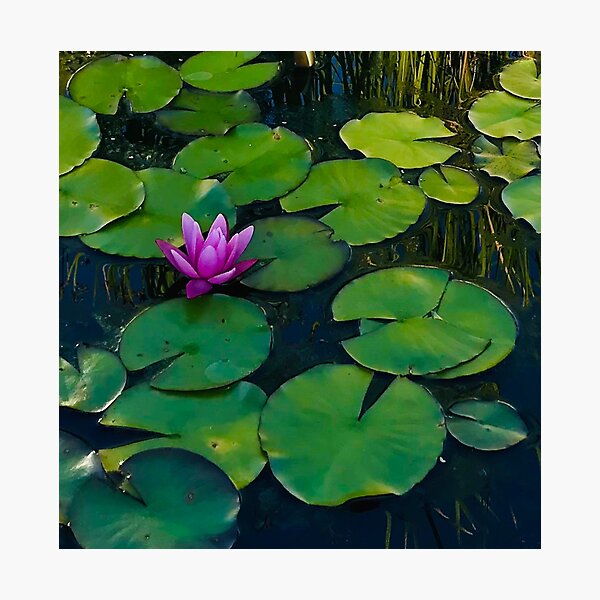 Lily Pad Float Gifts Merchandise Redbubble