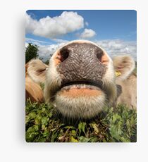 Funny, Amusing, Cow, Portrait Metal Print