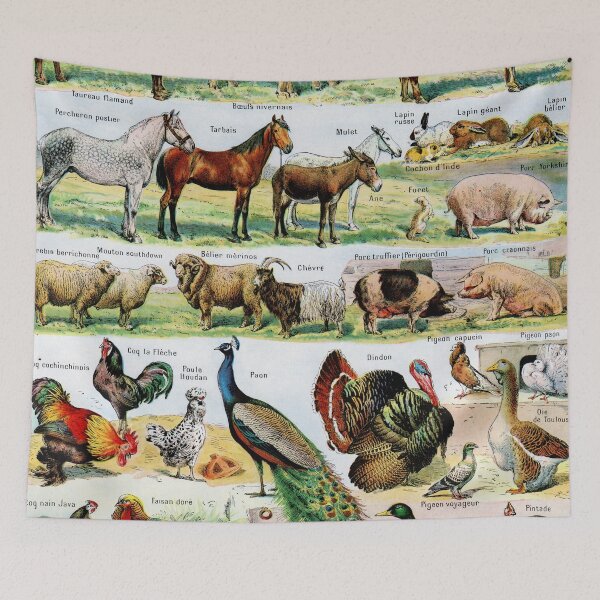 Item preview, Adolphe Millot - Animaux domestiques - Vintage french science illustration designed and sold by Gardenlibrary.